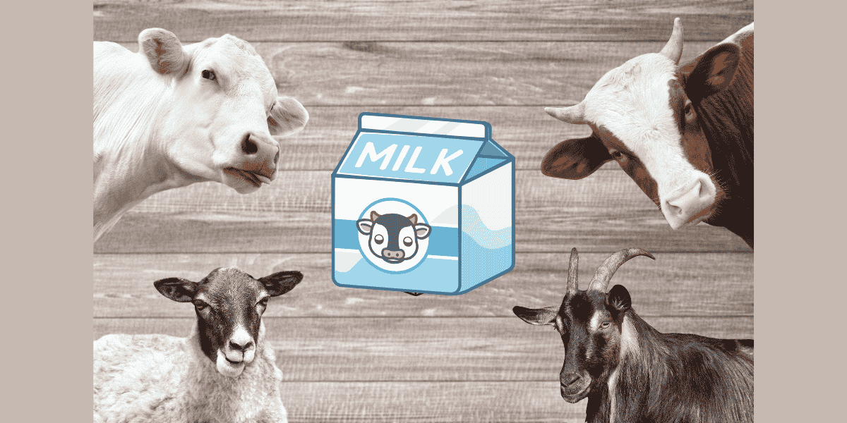 Goat and sheep milk for toddlers